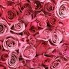 pinkpiscesco